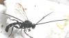 Metopius sp.